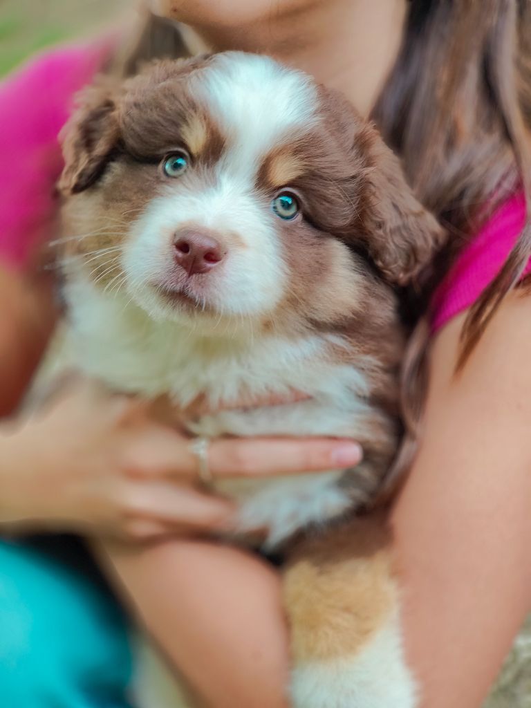CHIOT 5