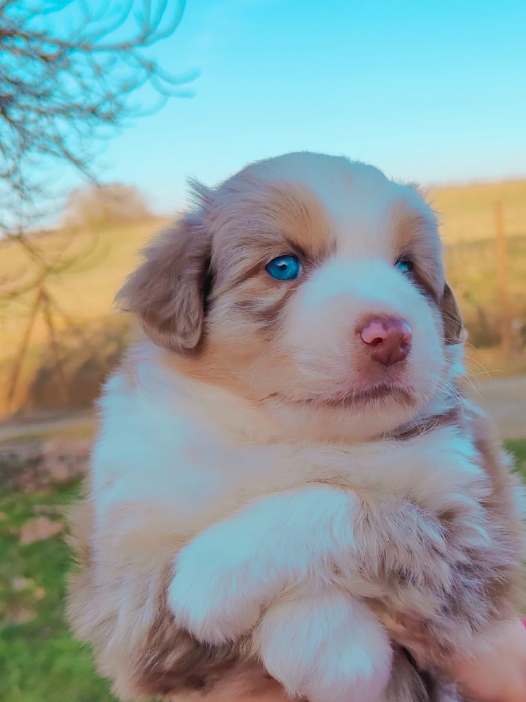 De La Vallée d'Ombrelune - Berger Américain Miniature  - Portée née le 03/01/2025