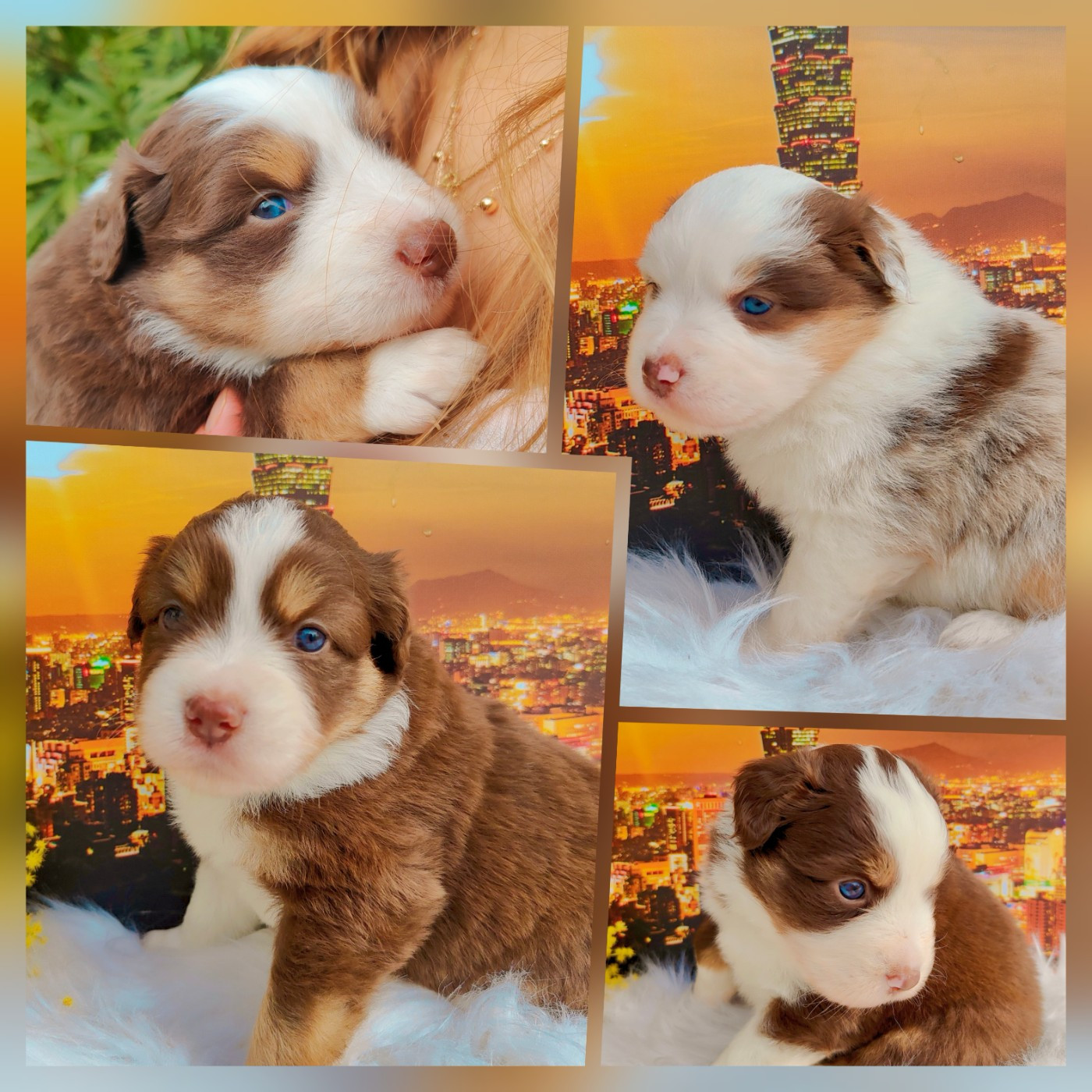 De La Vallée d'Ombrelune - Berger Américain Miniature  - Portée née le 07/02/2026