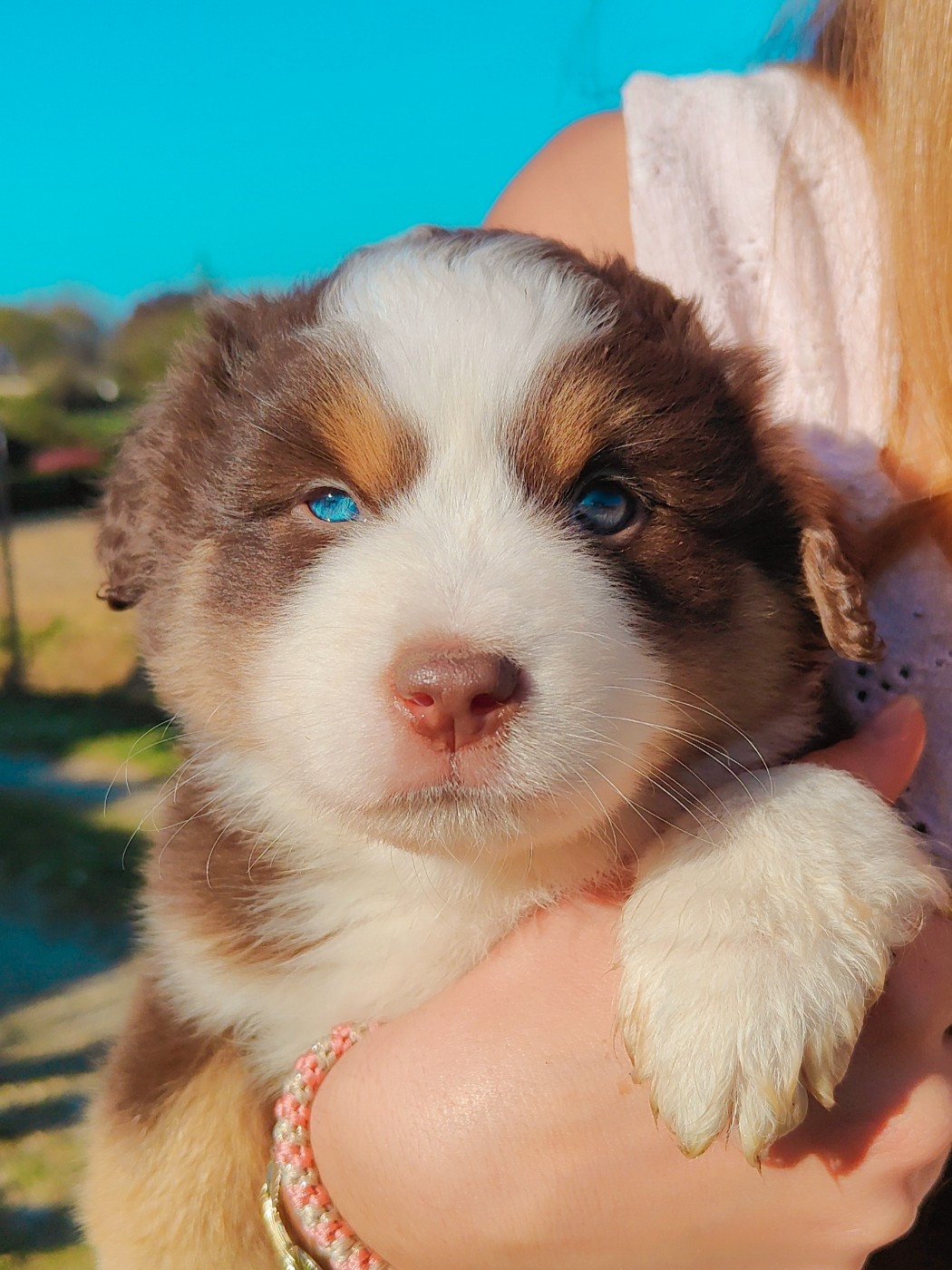 De La Vallée d'Ombrelune - Chiots disponibles - Berger Américain Miniature 