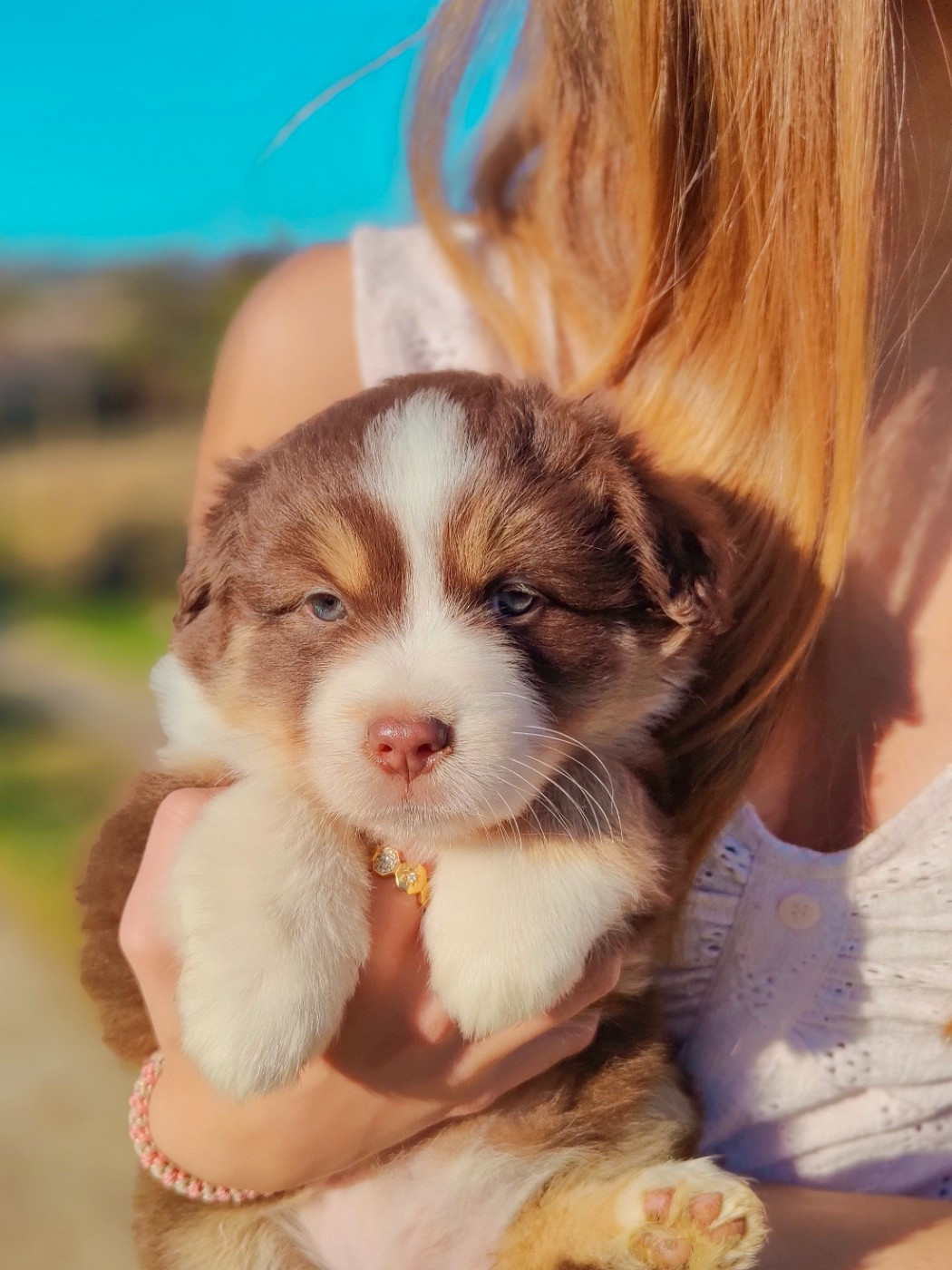 De La Vallée d'Ombrelune - Chiots disponibles - Berger Américain Miniature 