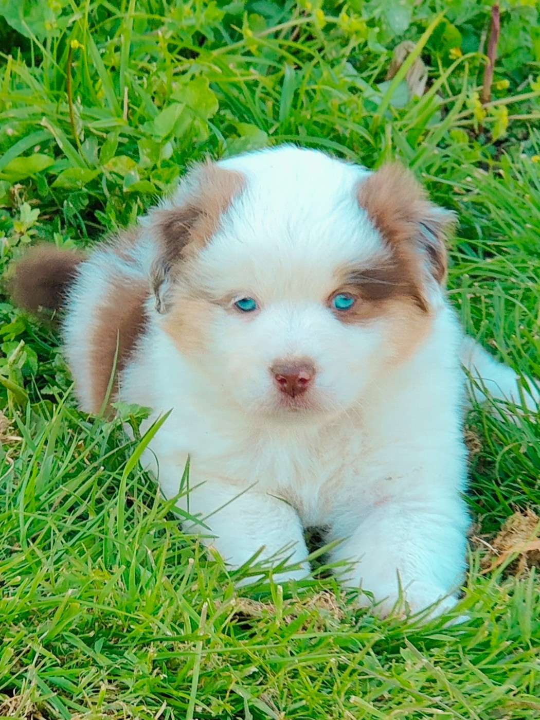 De La Vallée d'Ombrelune - Chiots disponibles - Berger Américain Miniature 