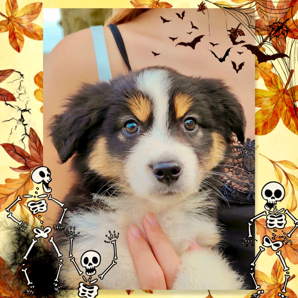 De La Vallée d'Ombrelune - Chiots disponibles - Berger Américain Miniature 