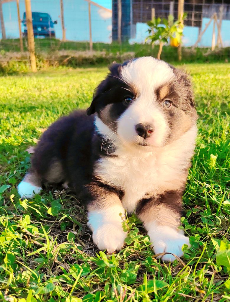 De La Vallée d'Ombrelune - Berger Américain Miniature  - Portée née le 23/08/2025