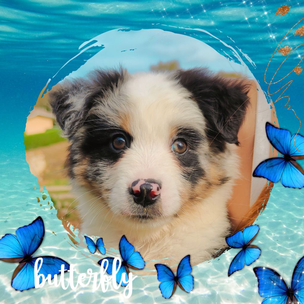 De La Vallée d'Ombrelune - Chiots disponibles - Berger Américain Miniature 